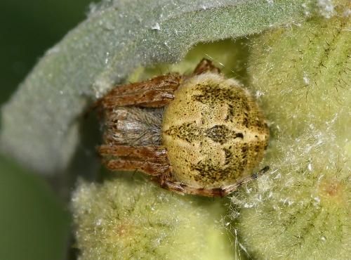 Agalenatea redii